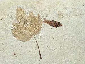 Shale: Fossil Maple Leaf with Knightia Fish