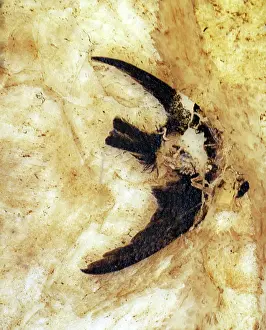 Martins: Fossil Martin from the Messel lake deposit