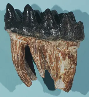 Pleistocene: Fossil Mastodon Tooth