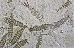 Ephemeroptera: Fossil Mayfly Larvae