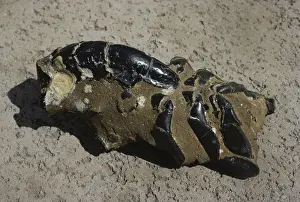 Matrix: Fossil Mud Lobster