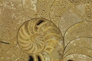 Lineatus: Fossil Nautiloid