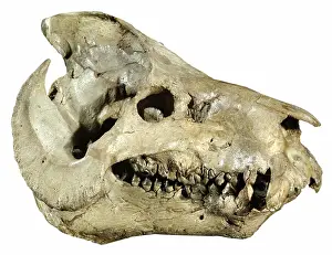 Miocene: Fossil Oreodont Skull