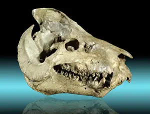 Miocene: Fossil Oreodont Skull
