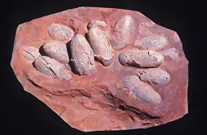 Extinct: FOSSIL - Oviraptorid eggs in nest