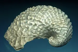 Seashell: Fossil Oyster