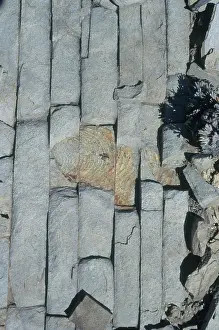 Mold: Fossil Oyster in Limestone