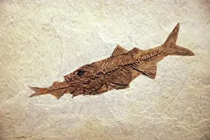 Herrings: Fossil perch Mioplosus eating a herring Knightia