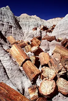 Petrified: FOSSIL - Petrified wood / logs at Blue Mesa, Chinle