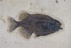 Tertiary: Fossil Phareodus Fish