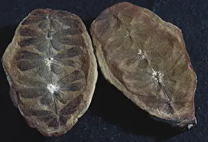 Carboniferous: Fossil Plant Leaves