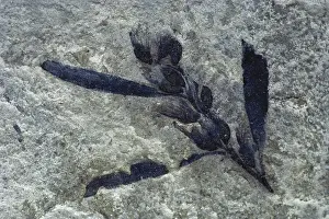Tertiary: Fossil Plant with Seeds