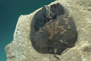 Populus: Fossil Poplar Leaf