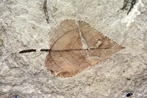 Populus: Fossil poplar leaf
