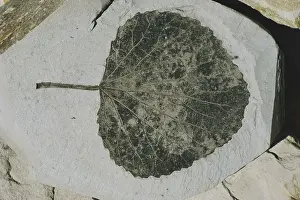 Populus: Fossil Poplar Leaf
