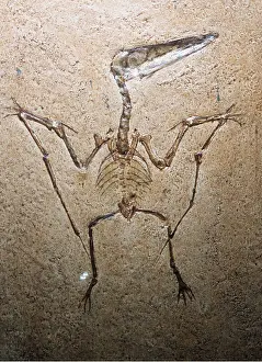 Bone: FOSSIL - Pterodactylus spectabilis