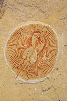 Lebanon: Fossil Ray - Cretaceous
