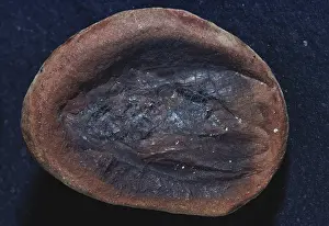 Cockroach: Fossil Roach