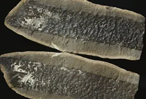 Paleozoic: Fossil Root