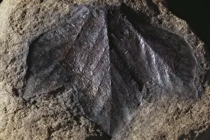 Tertiary: Fossil Sassafras Leaf