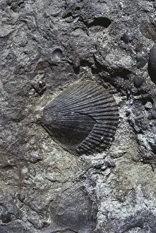 Permian: Fossil Scallop