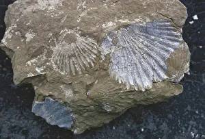 Pecten: Fossil Scallops