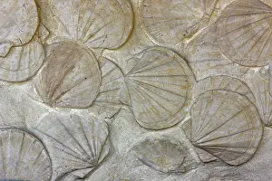 Scallops: Fossil Scallops - southern France