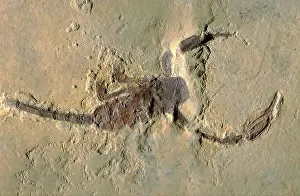 Chelicerae: Fossil Scorpion