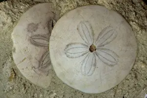 Urchins: Fossil Sea Urchins (Soutella)