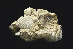 Seashells: Fossil Seashells