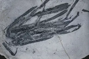 Ordovician: Fossil Seaweed