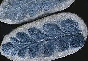 Carboniferous: Fossil Seed Fern