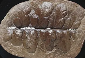 Paleozoic: Fossil Seed Fern