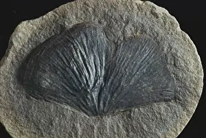 Paleozoic: Fossil Seed Fern Leaf