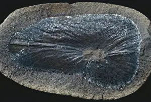 Paleozoic: Fossil Seed Fern Leaf