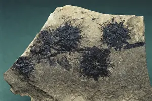 Tertiary: Fossil Seed Pods
