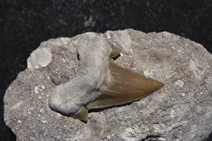 Mackerel: Fossil Shark Tooth