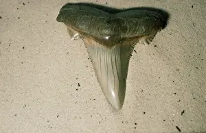Carcharodon: FOSSIL - Shark Tooth. Eocene period