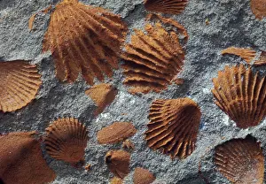 Mold: Fossil shells