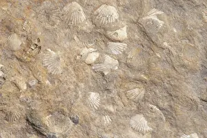 Seashell: Fossil Shells in Limestone