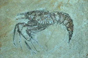 Matrix: Fossil Shrimp