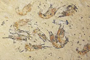 Lebanon: Fossil Shrimp - Cretaceous