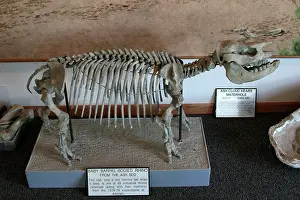 Bodied: Fossil skeleton of baby Barrel-Bodied Rhino