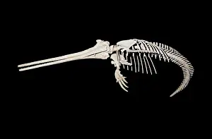 University: Fossil skeleton of Beaked Dolphin