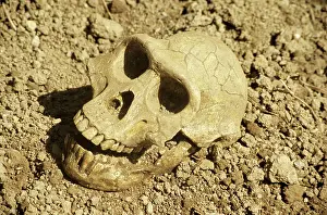 Hominid: Fossil skull of Australopithecus afarensis - extinct hominid