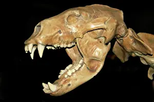 Fossilized: Fossil skull of a Cave Bear