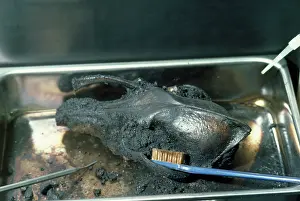 Palaeontologist: Fossil Skull - being cleaned