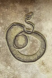 Caste: Fossil Snake Caste