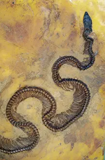 Messel: Fossil snake from the Messel lake oil shale deposit