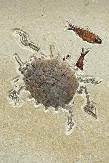 Softshell: Fossil Softshell Turtle